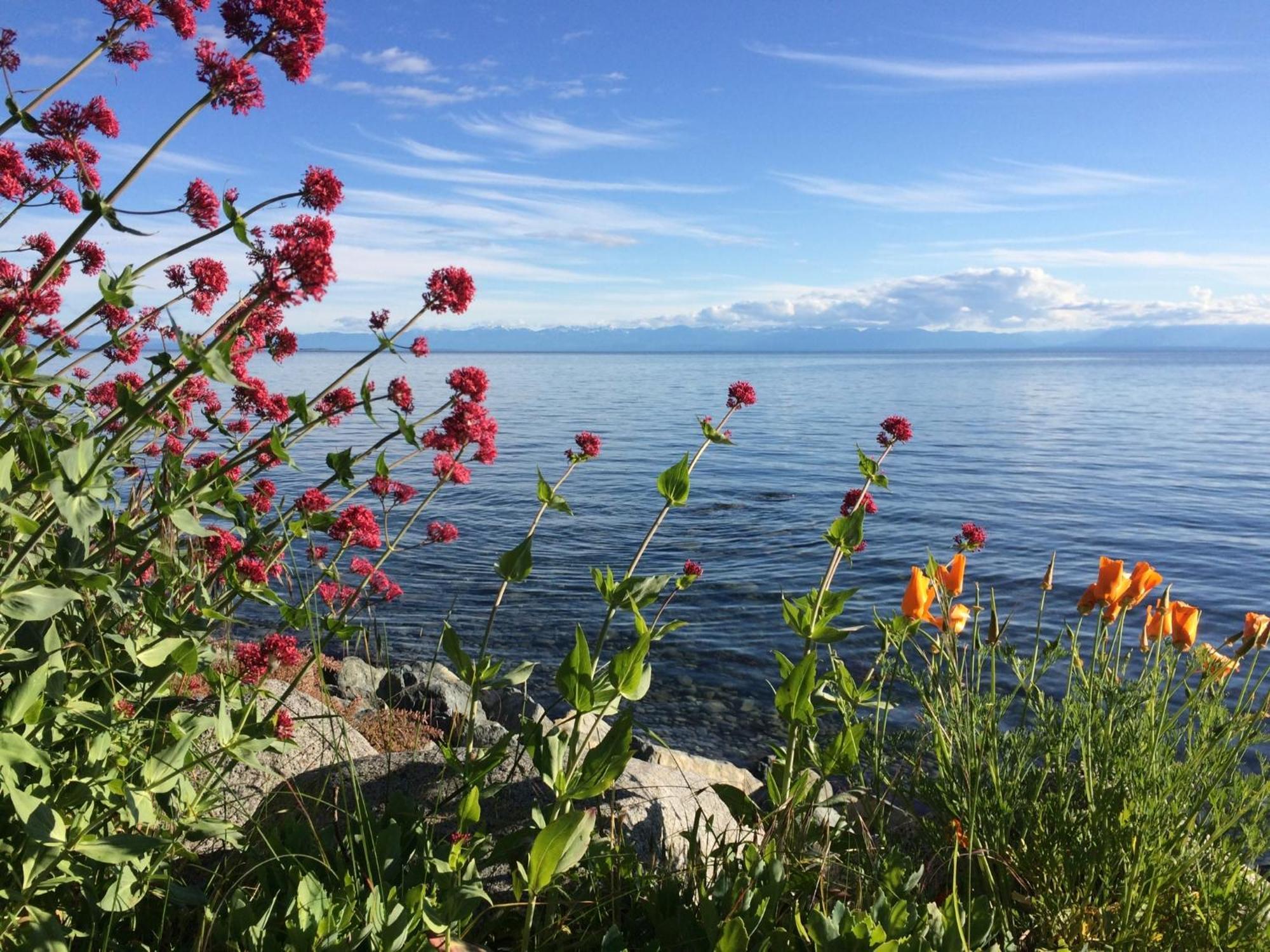 Blitz Beach House Oceanside Suite Powell River Buitenkant foto